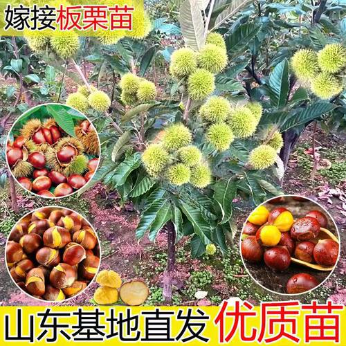 嫁接板栗苗树特大板栗果树地栽南北方种植大红袍板栗带土当年结果 - 封面