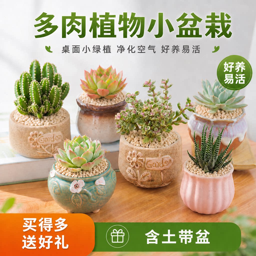 含盆好养，室内桌面绿植