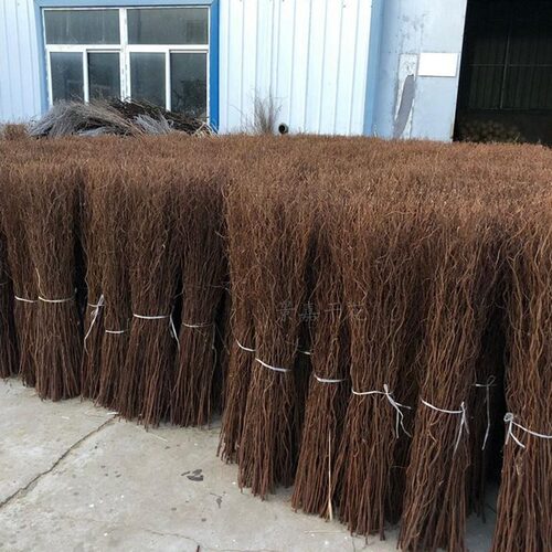 龙柳干枝造景天然雪柳干花树枝婚庆拱门装饰客厅落地玄关摆件插花