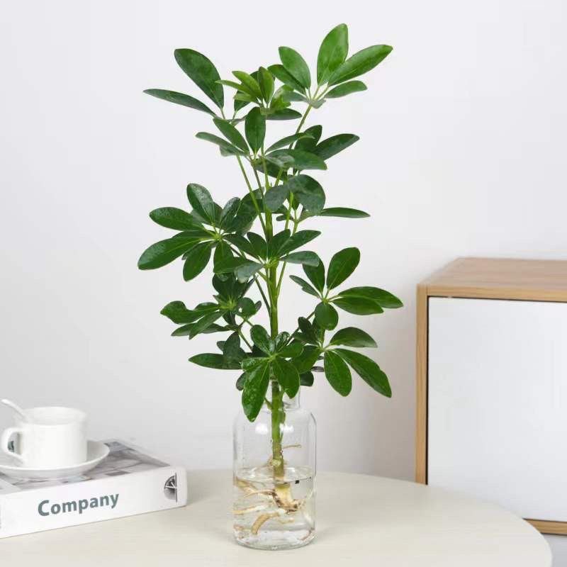 无土纯水培植物七叶莲鸭脚木花卉发财树绿植盆栽八方来财四季常青