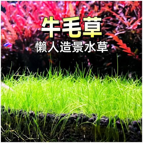 迷你牛毛草水草鱼缸造景牛毛毡植物淡水阴性真草新手入门懒人水草