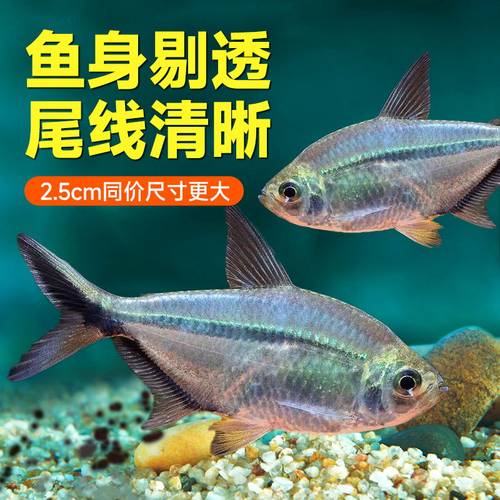 黑尾大勾扯旗鱼小鱼红绿灯科小型热带鱼好养耐活群游观赏鱼苗宠物