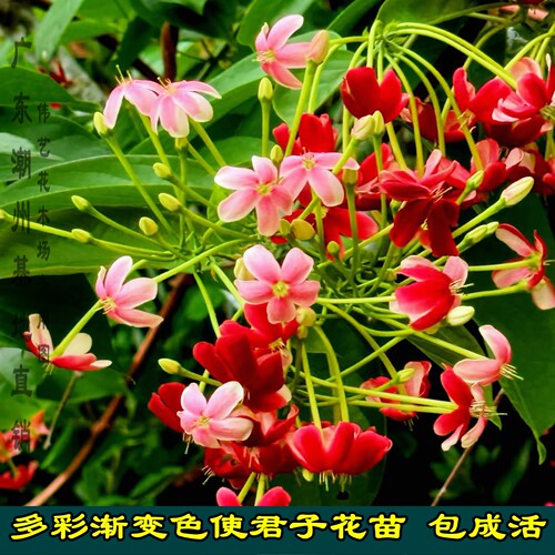 多彩单瓣渐变色使君子花苗盆栽