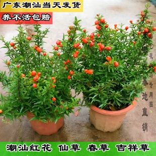 潮汕红花仙草盆栽石榴花大苗抹草苗春草吉祥草老桩喜庆事婚嫁好物