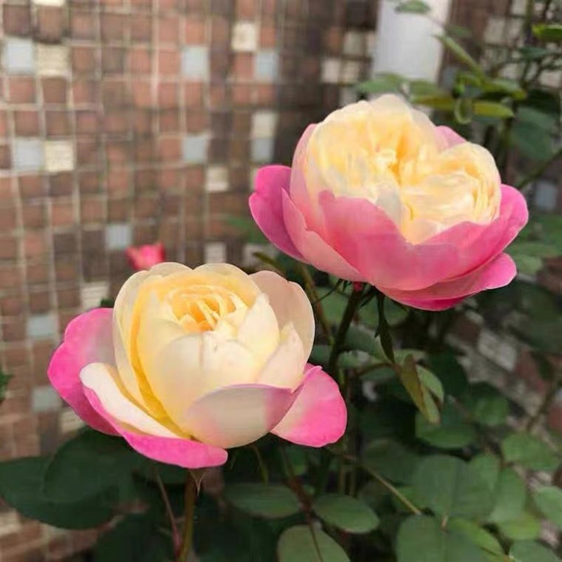 和室月季花苗开花玫瑰小苗四季盆栽花卉爬藤植物藤本蔷薇树苗绿植