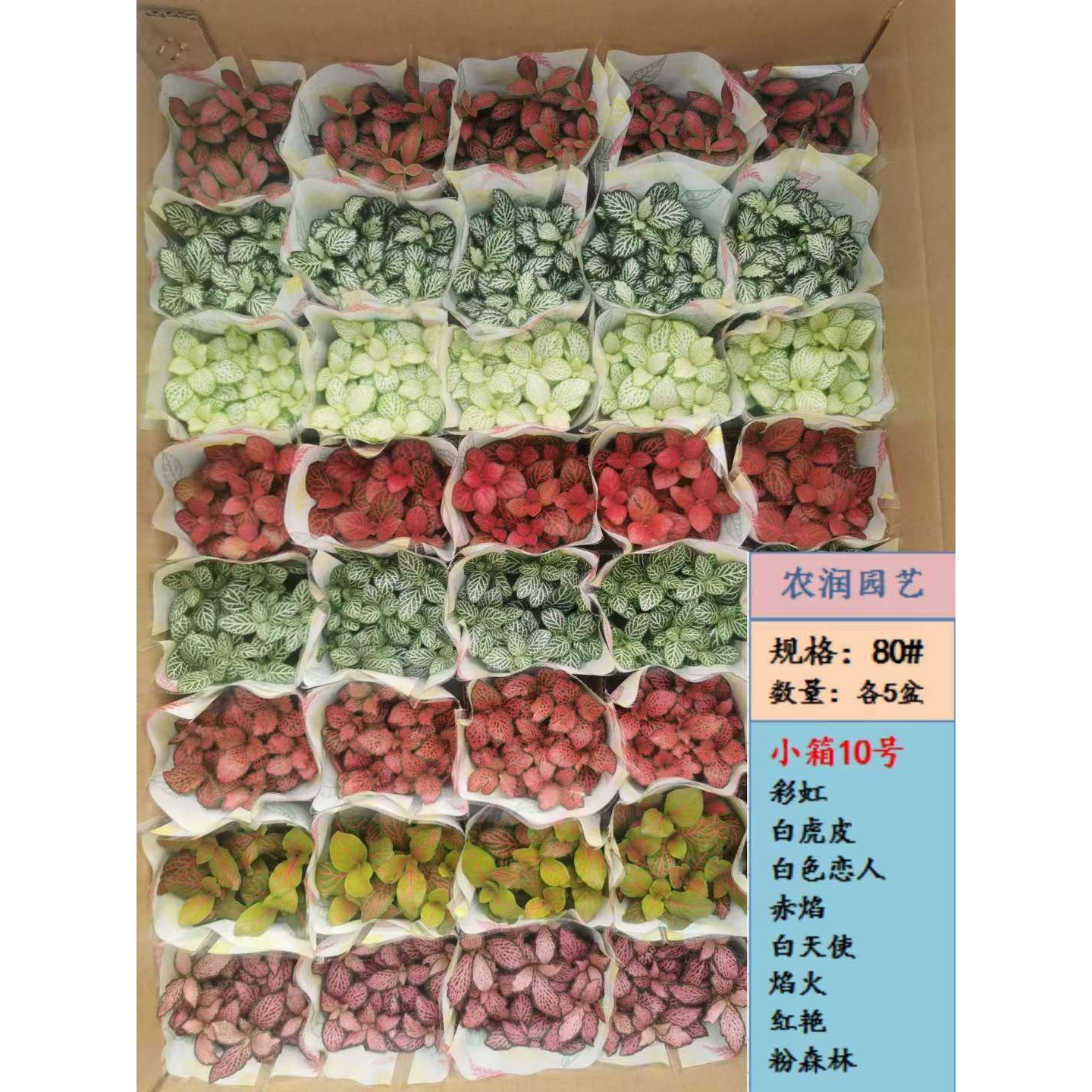 【基地直供】观叶植物网纹草小盆栽微景观绿植 小箱网纹草混装