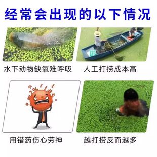 鱼池浮萍清除剂不伤鱼虾蟹免打捞一扫光除绿藻杀青苔浮萍清理神器