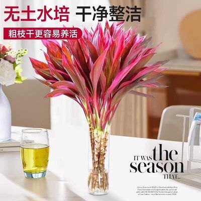 紫竹鸿运当头富贵竹水培绿植物盆栽粗杆带根客厅招财竹子室内花卉