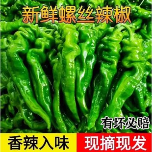 薄皮螺丝椒新鲜香辣皱皮辣椒新鲜农家自种香辣薄皮螺旋椒5斤包邮