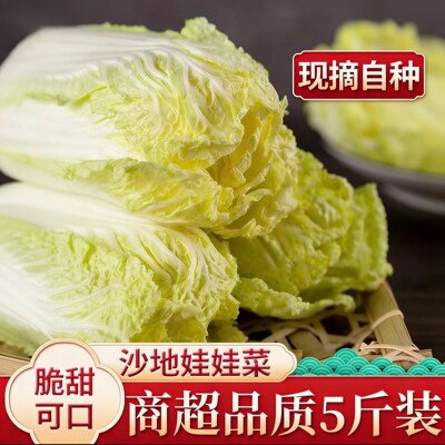 云南高山新鲜大娃娃菜