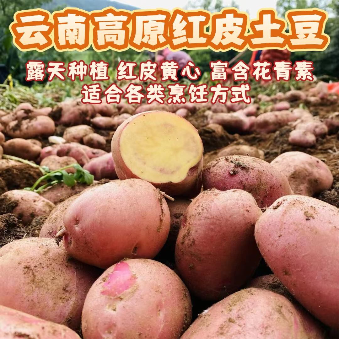 云南高山红皮黄心土豆2025现挖
