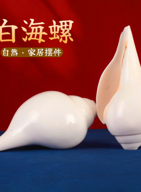 尼泊尔产白海螺家用摆件
