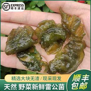 【野生地蘑菇】新鲜地皮菜雷公菌免洗当季蔬菜下饭现采湿地衣木耳