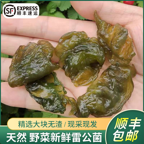 【野生地皮菇】雷公菌口感软滑嫩