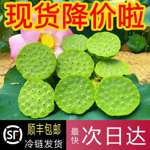 【4-7成熟带芯吃】新鲜特嫩莲蓬