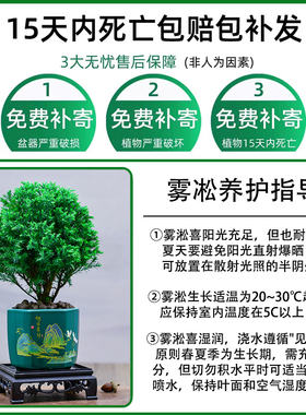 雾松盆栽植物室内四季常青绿植好养易活阳台办公室桌面绿色小盆景