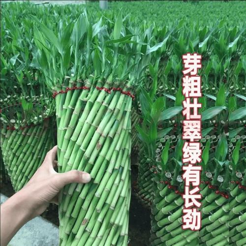 招财竹水培手工编织富贵竹室内转运竹带根绿植净化空气四季常青竹