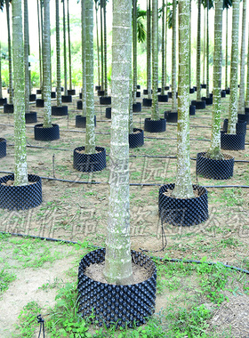 槟榔树专用护根器 黑色塑料围板 果树树苗阻根板加厚围树板控根器