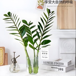 好养招财树插花摆件 水培植物金钱树木老桩绿植盆栽室内办公室四季