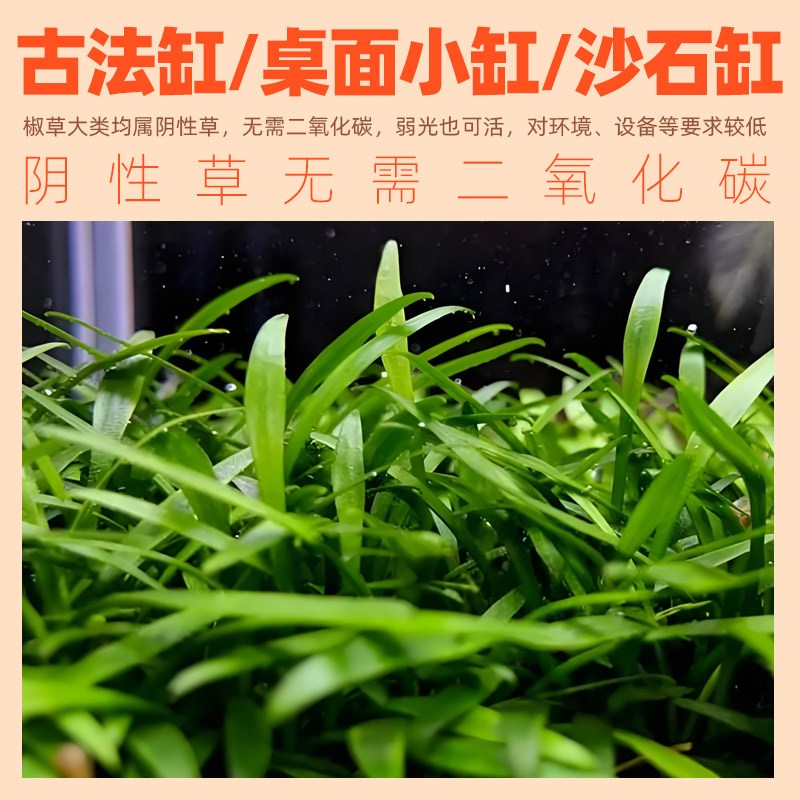 无菌杯水草喷泉椒草迷你小水兰双色椒草小青椒无CO2可养阴性水草
