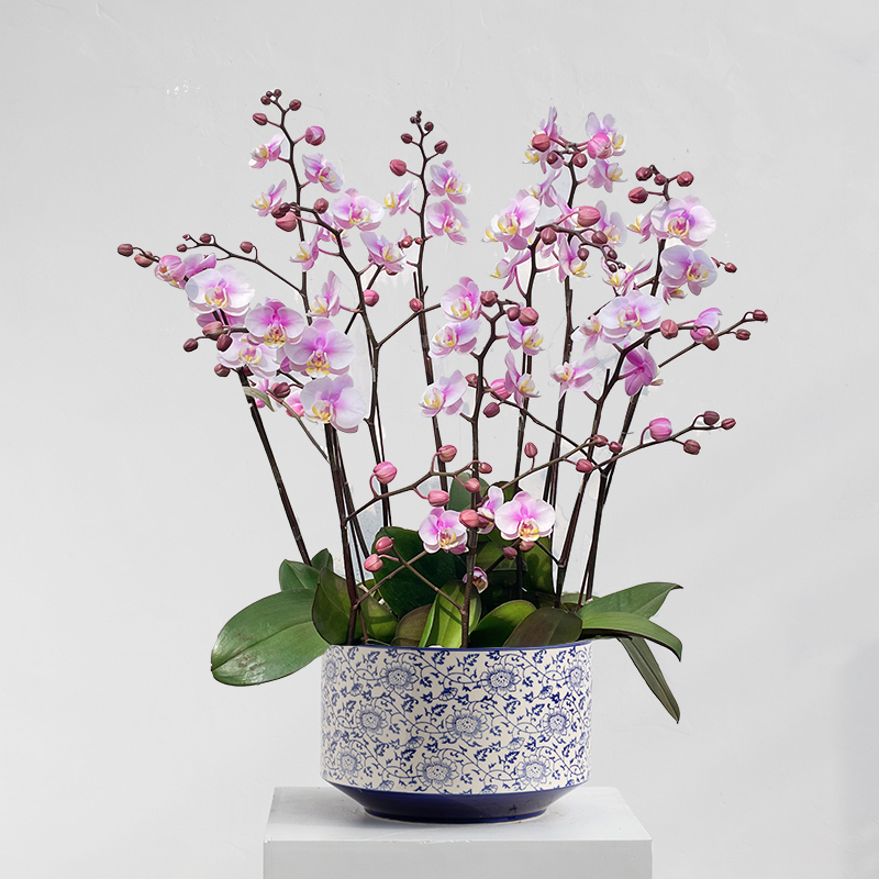 【只发广东】蝴蝶兰鲜花盆栽带花苞盆景室内客厅兰花大苗同城配送