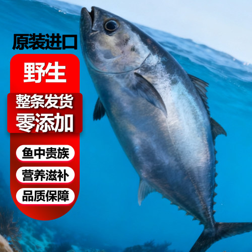 金枪鱼整条进口野生黄鳍原装新鲜冷冻刺身生吃滋补冰鲜深海捕捞商