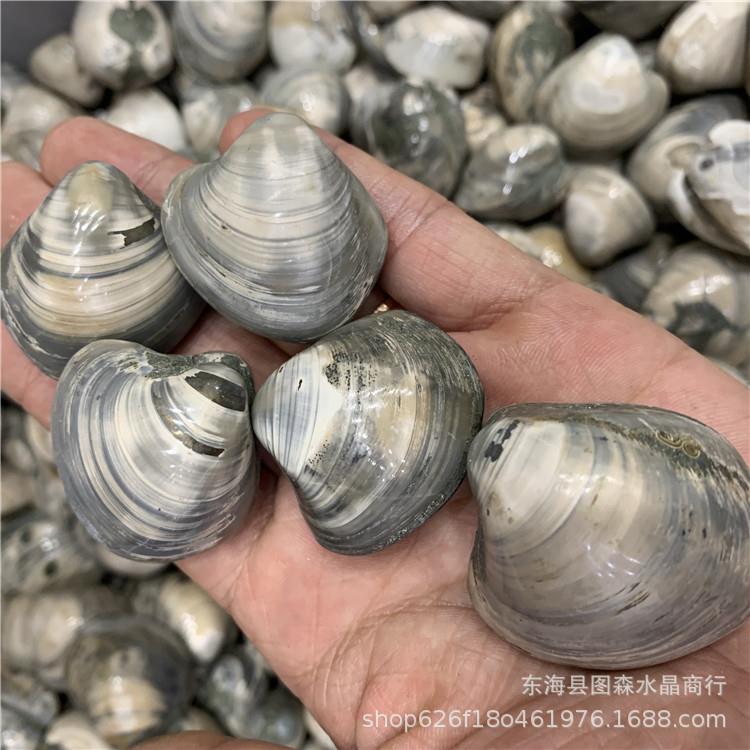 水晶碎石原矿贝壳化石摆件矿石儿童玩耍石