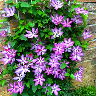 伟伟园艺 铁线莲大苗F16盆栽 1加仑攀援花卉花园露台阳台藤本皇后