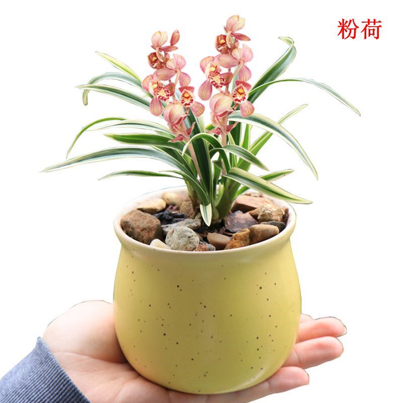 兰花建兰矮种金边 好运来 四季兰花苗 室内盆栽绿植花卉