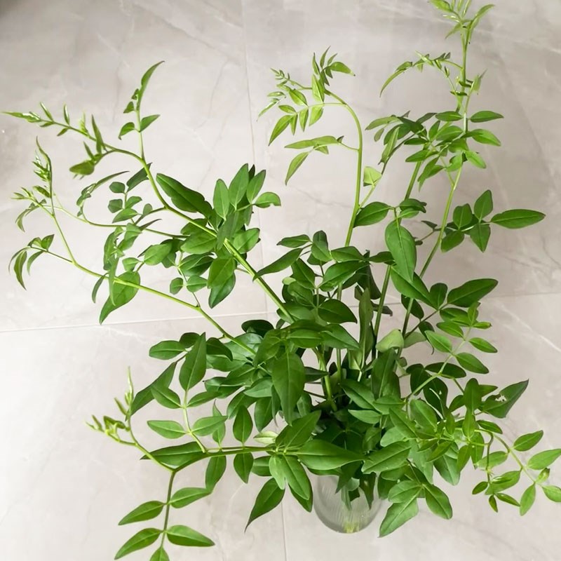 夏季新宠九星叶鲜花鲜切枝百搭花材清凉一抹绿配叶有格调花瓶插花