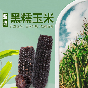 天地粮人黑糯玉米180g*5支 东北黑玉米真空装2024新鲜甜糯低脂