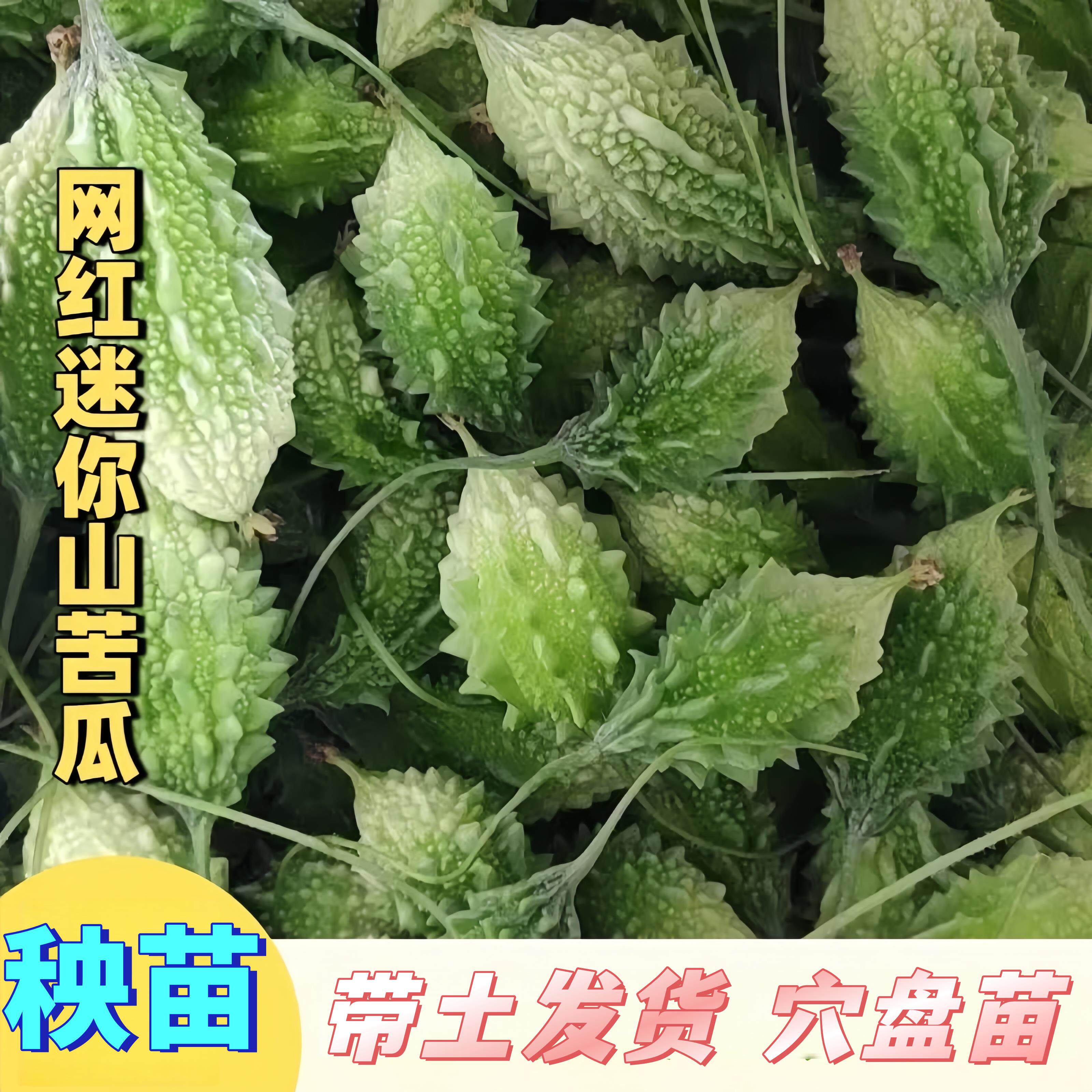 云南网红迷你野生山苦瓜