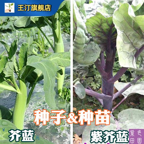 鸡腿芥蓝菜苗秧苗四季秋