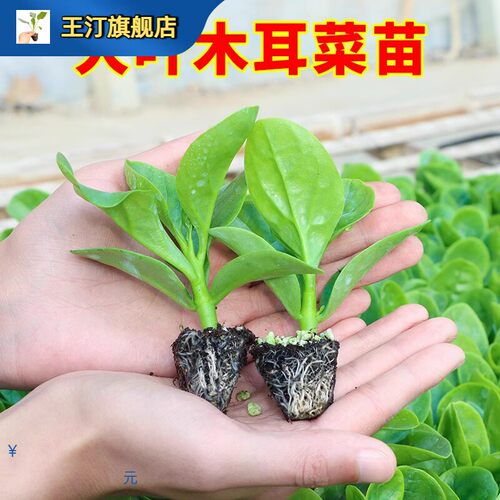 大叶木耳菜苗秧苗爬藤特