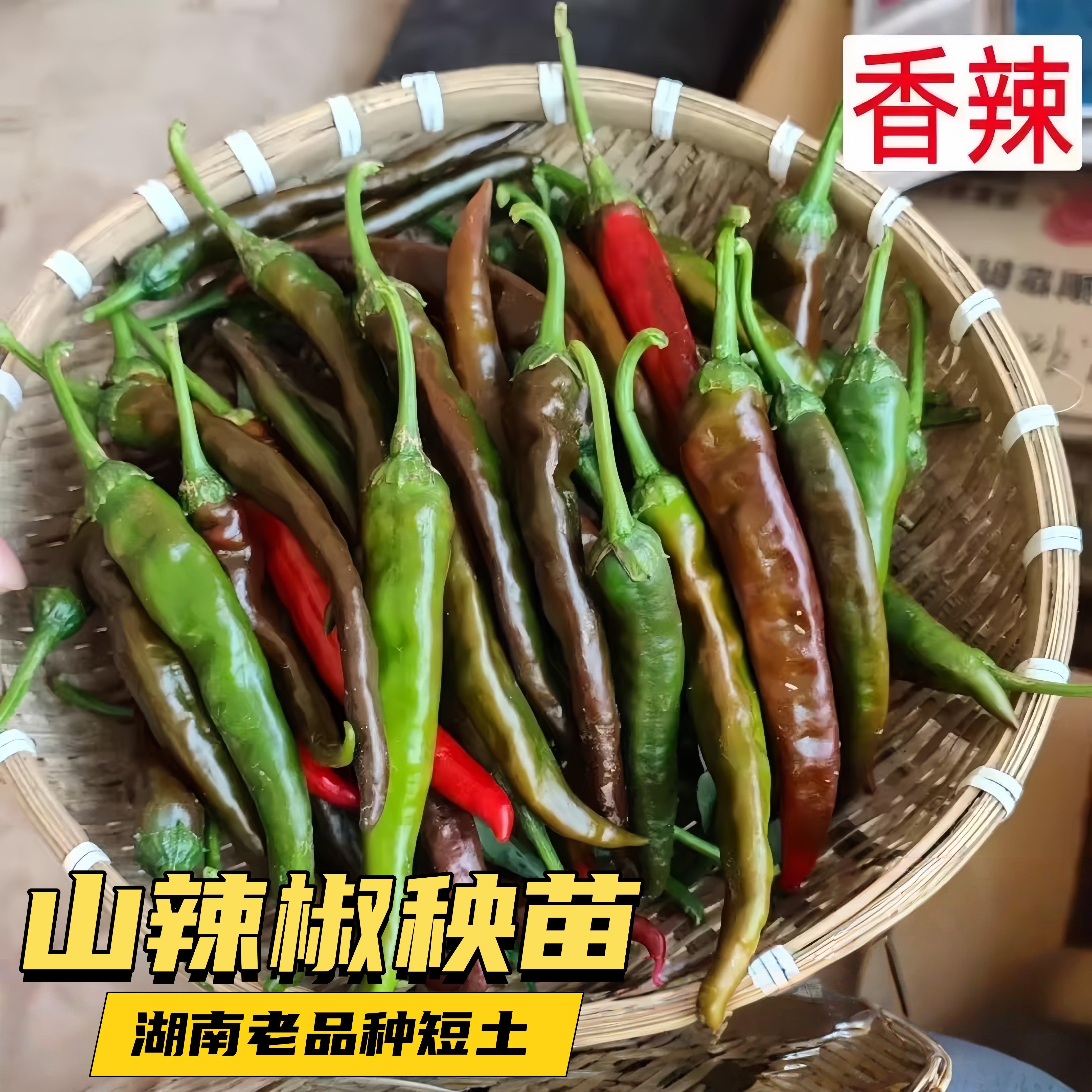 湖南本地辣椒苗秧苗老品图片