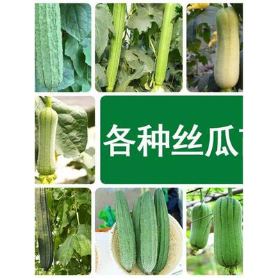 广东丝瓜苗秧苗水瓜爪嫁