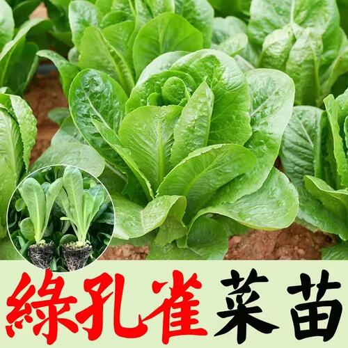孔雀菜苗带土秧苗四季生