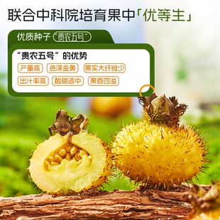 王炸机制盲盒 国企出品初好有机刺梨原浆