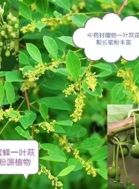 一叶秋树苗纯天然野生药材新鲜一叶秋种子绿色叶底珠晒干食用蜂粮