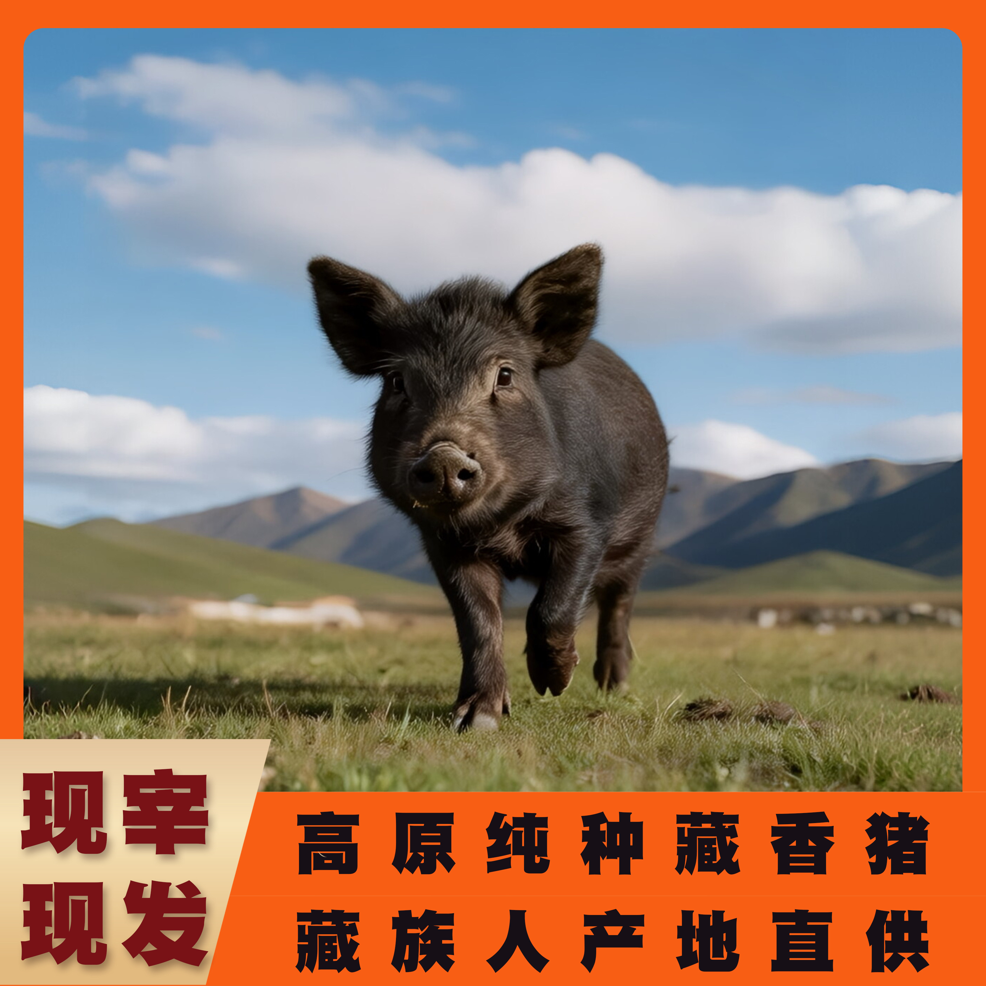 藏香猪半头整头新鲜藏族人直供图片