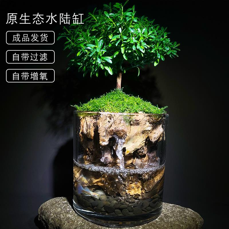 生命之树夏季水陆缸养鱼