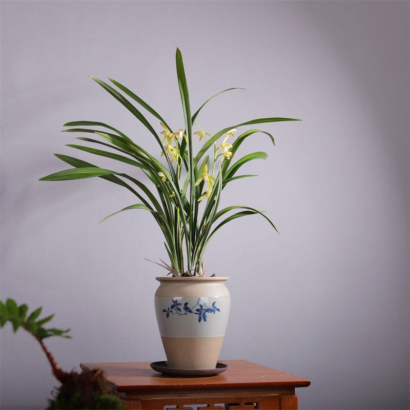 建兰素心天香素浓香型盆