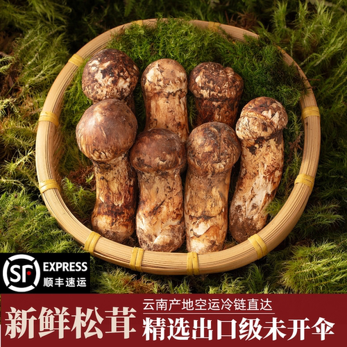 新鲜松茸云南松茸菌菇不开伞送礼
