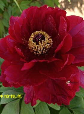 芳记纪牡丹花苗红色正宗多分枝大苗菏泽洛阳牡丹大王盆栽阳台庭院