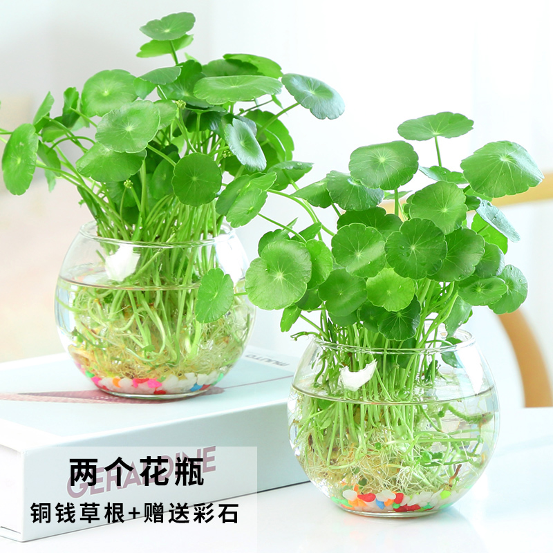 水培植物铜钱草套装 水养绿植金钱草室内花卉桌面迷你小盆栽四季