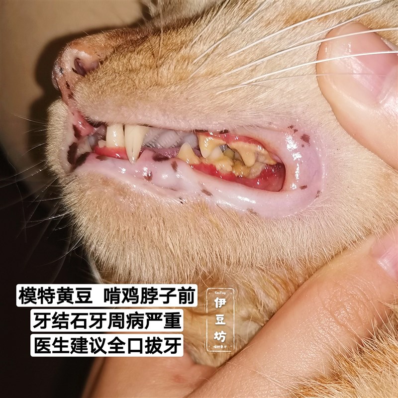 丸味冻干鸡脖子兔排猫磨牙棒狗狗冻干生骨肉猫咪零食冻干洁牙结石