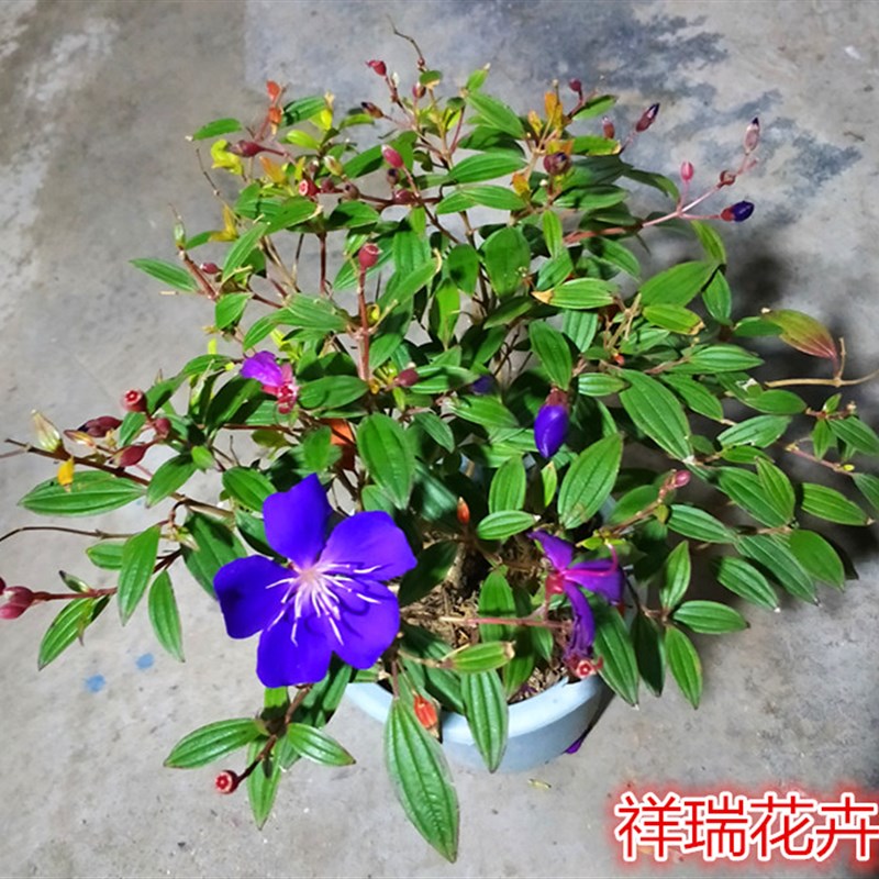 紫牡丹四季庭院阳台绿植花卉盆栽木本植物常绿灌木带花原土发包邮