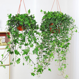 常春藤盆栽垂吊室内水养阳台易活绿萝绿植水生玻璃自吸盆水培植物