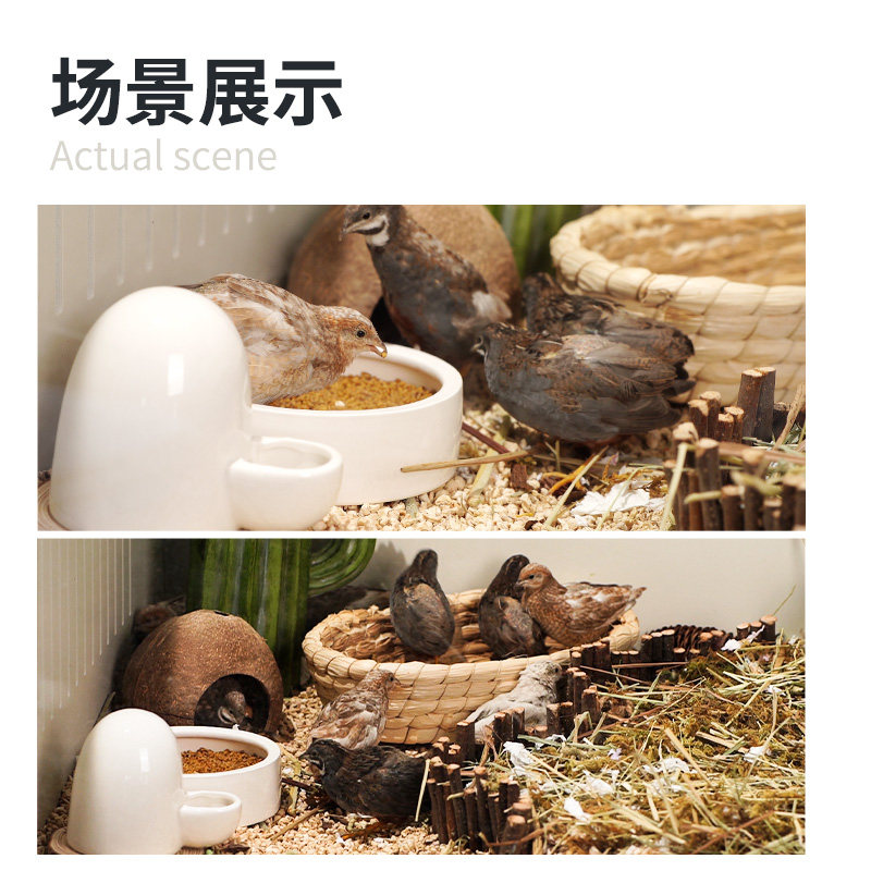 芦丁鸡陶瓷防活食面包虫大麦虫逃逸爬宠食盆蜥蜴守宫鬃狮喂食器