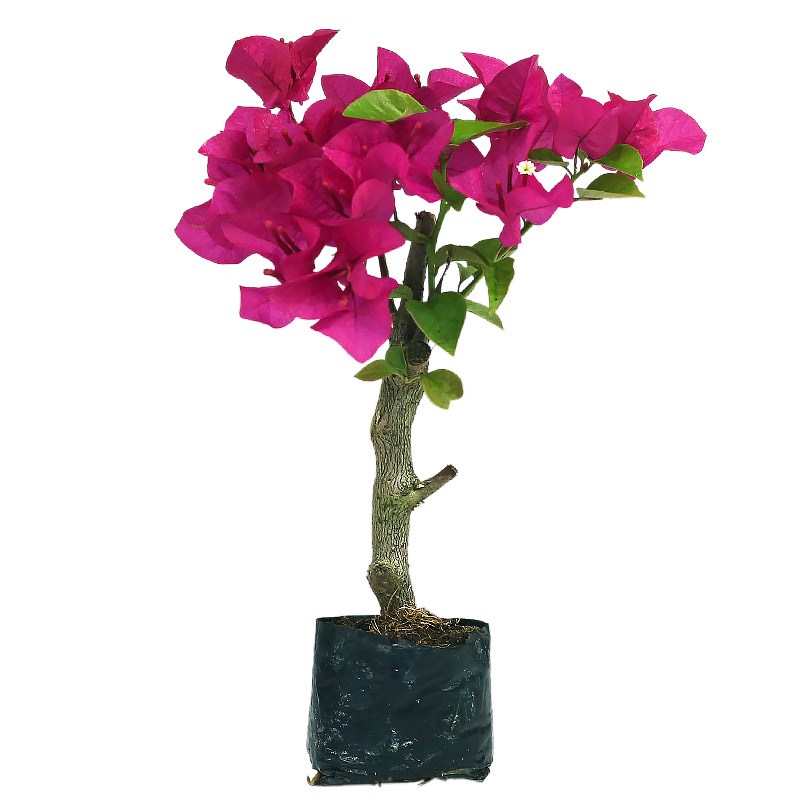 三角梅盆栽植物花卉苗q新品种玫瑰阳台庭院净化空气四季开勤花盆